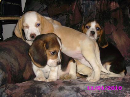 Beagles