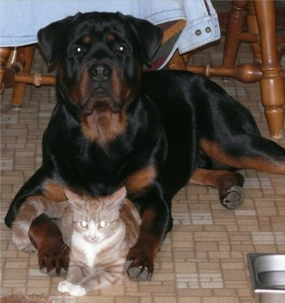 Rottweiler With Cat